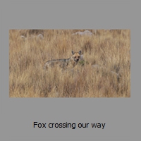 Fox crossing our way